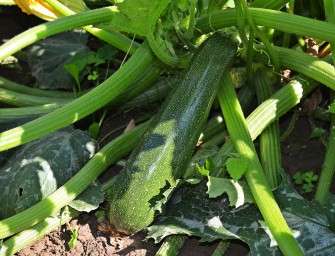 Senior stirbt am Verzehr von selbst angebauter Zucchini