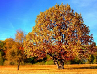 Herbst und Winter: So beugen Sie Erkrankungen und Trübsinn vor