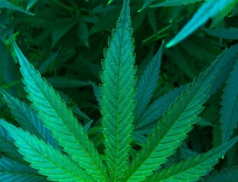 Medizinische Verwendung von Cannabis nun auch verstärkt in Deutschland